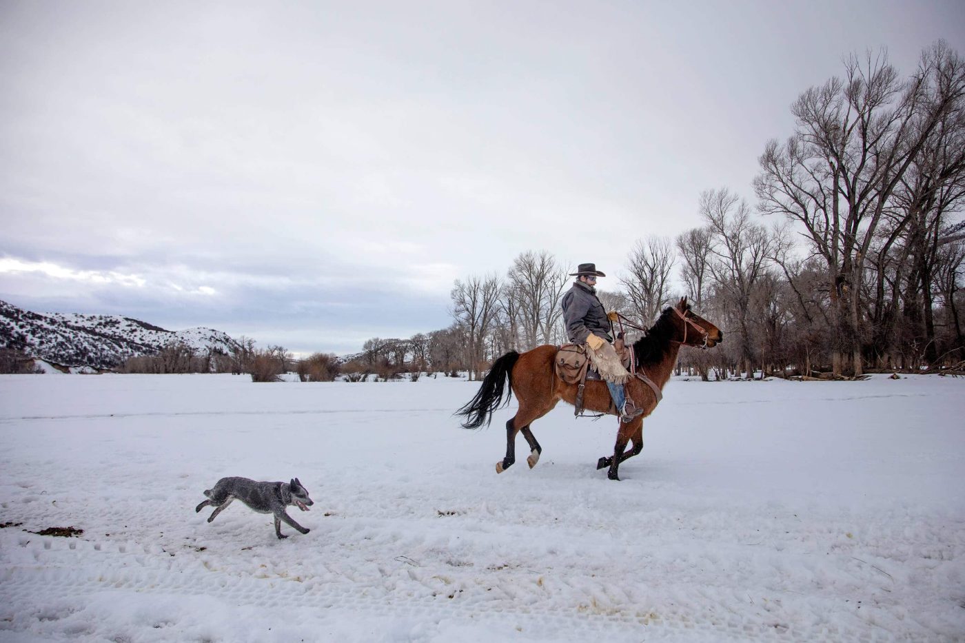 A cowboy and his dog cross the snowy Ladder Livestock ranch, a vast cattle and sheep-ranching operation that straddles the Wyoming-Colorado border.